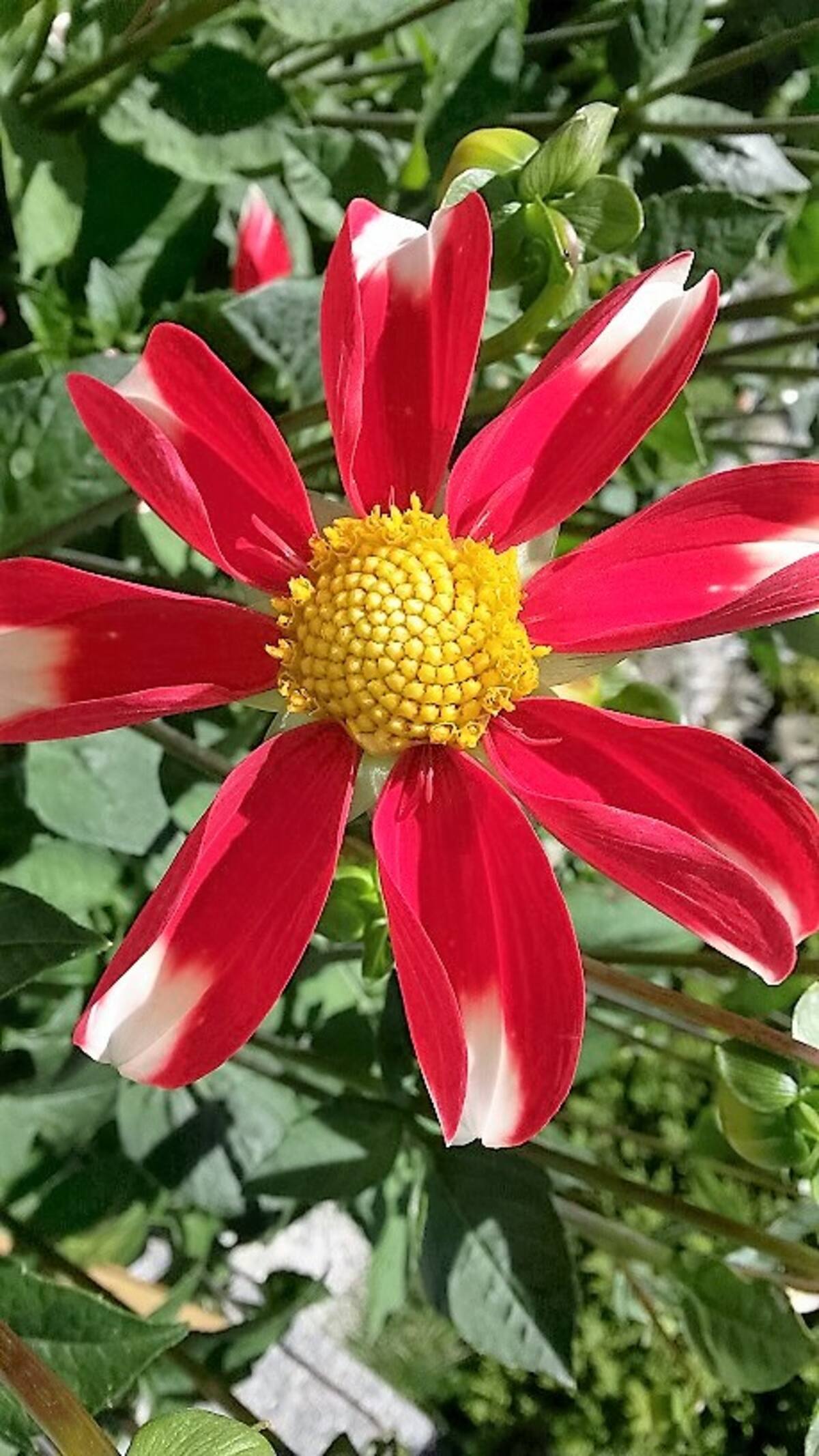 Blumen rund ums Haus