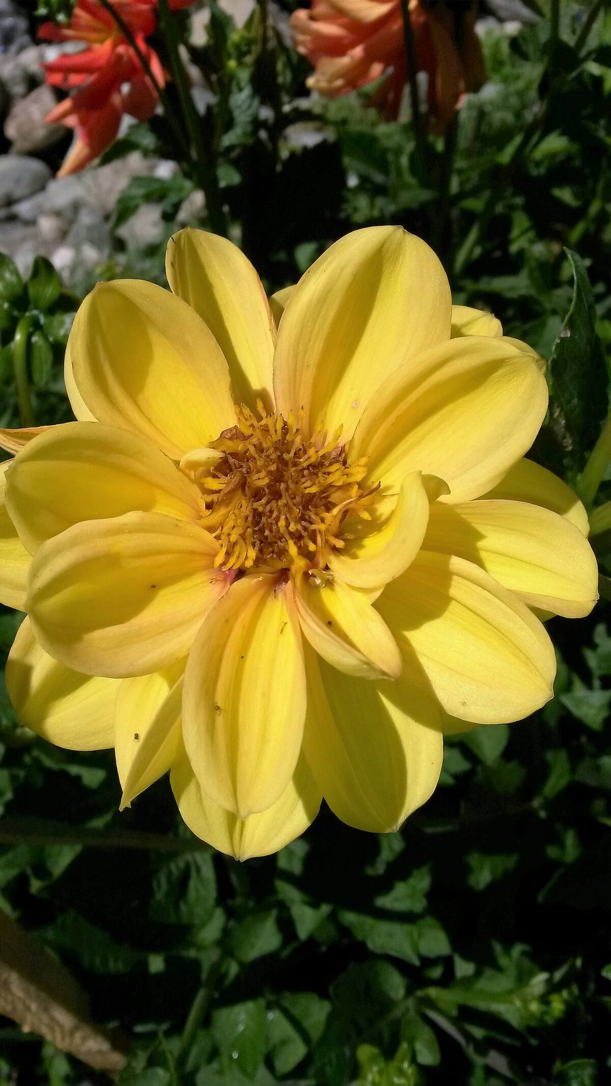 Blumen im Garten