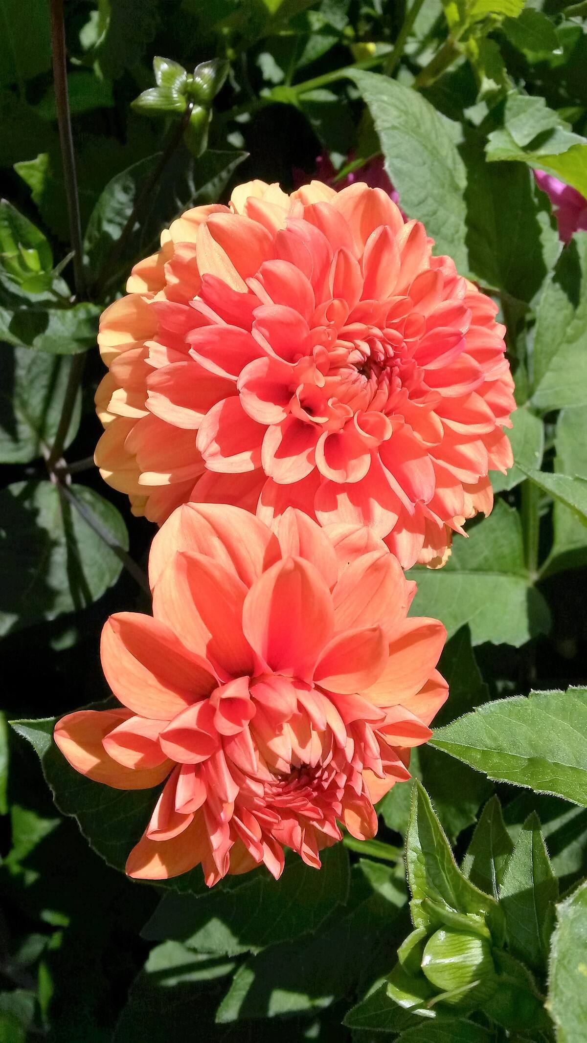 Dahlien im Garten