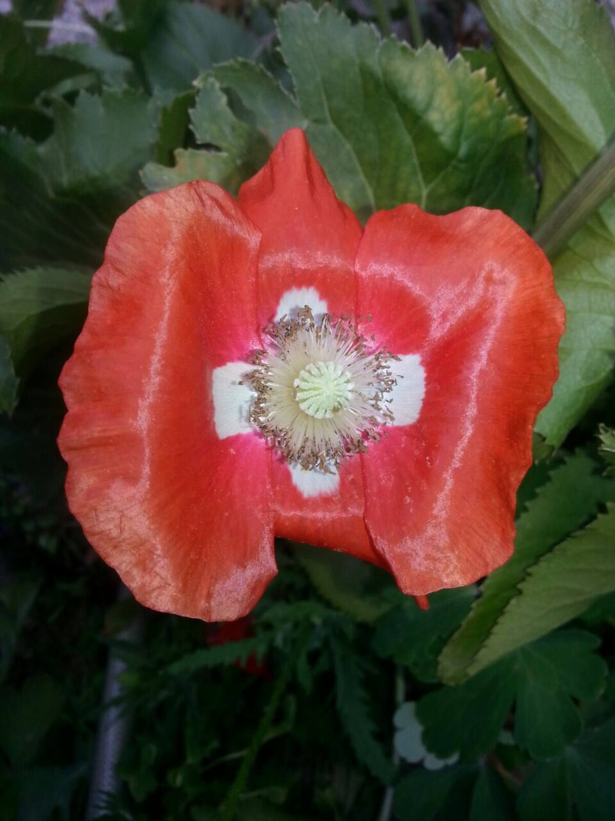 Blumen im Garten