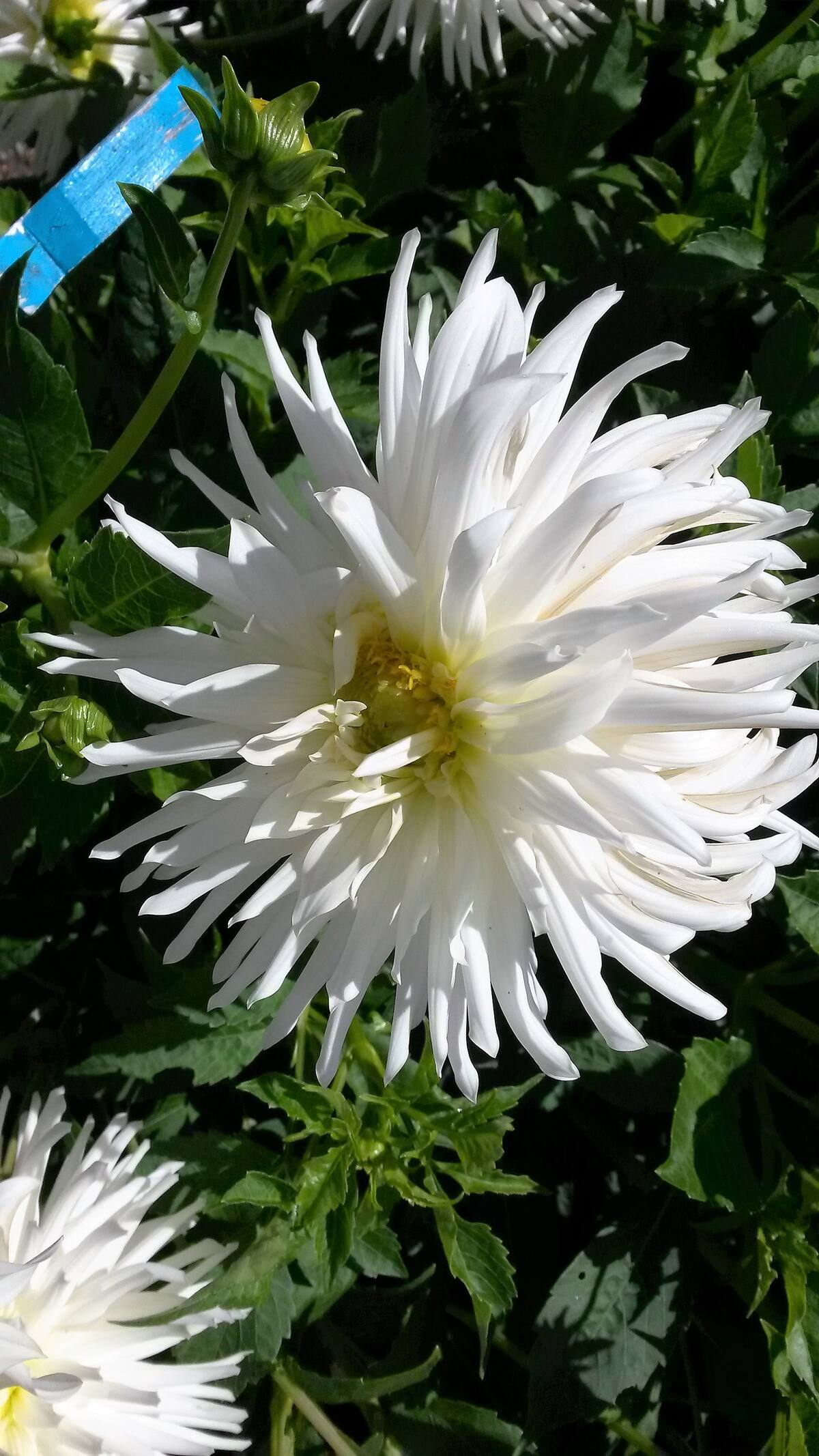 Blumen im Garten